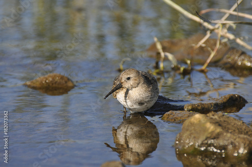 Obraz na plátně Bird sandpiper with a long beak looks for food in water