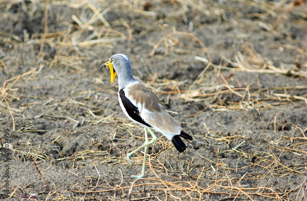 African Wattled Lapwing (Vanellus senegallus) also known as  Senegal wattled plover on the dry arid bank in south luangwa, zambia