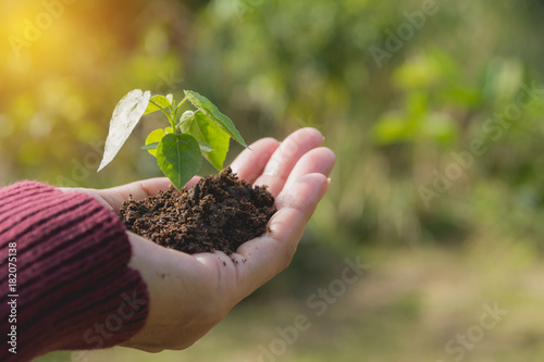 Human hands holding green small plant life concept. Ecology concept.