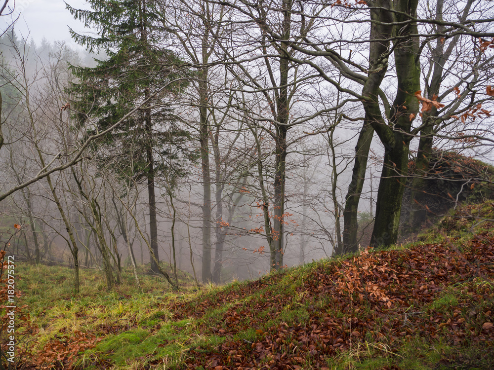 mysterious autumn forest in november misty fog day with fallen leaves and beech tree mysterious autumn forest in november misty fog day with fallen leaves and beech tree