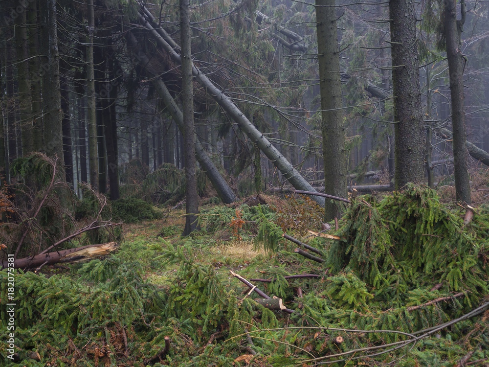 Obraz premium misty autumn spruce tree forest with windfall and and windbreak trees after the windstorm