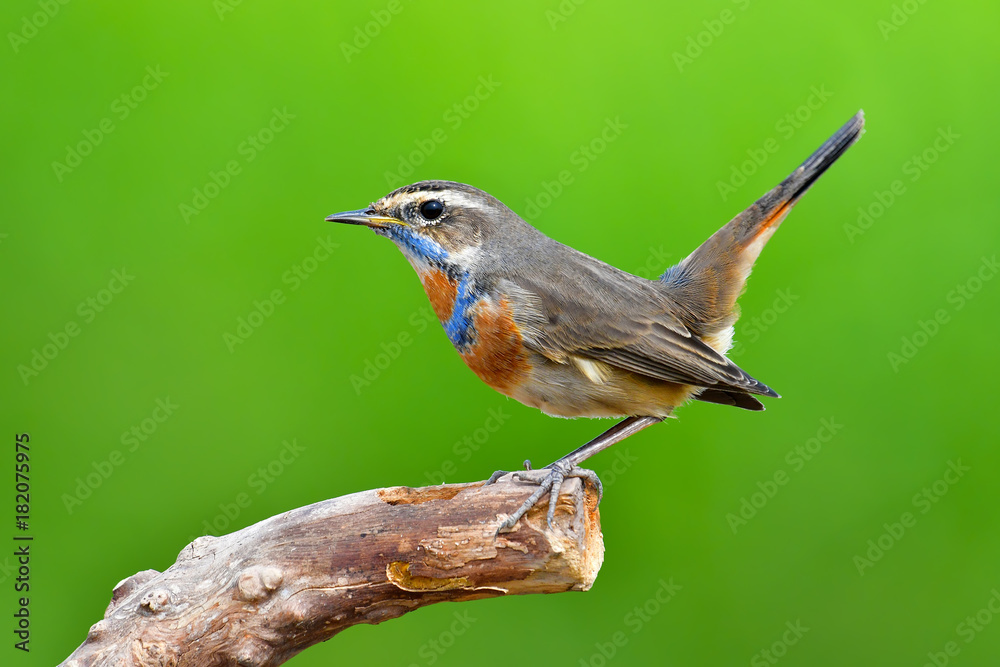 Fototapeta premium Beautiful Bluethroat bird