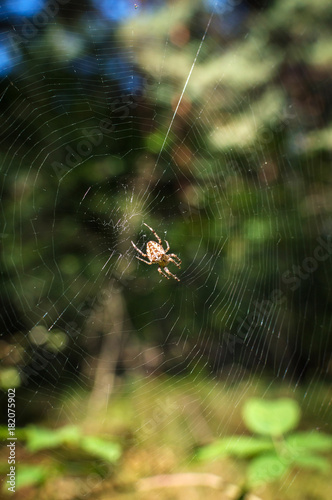 spider in the woods on the web