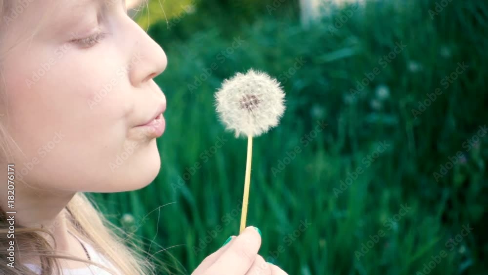 little girl blowing at the dandelion flower on a green lawn little girl blowing at the dandelion flower on a green lawn