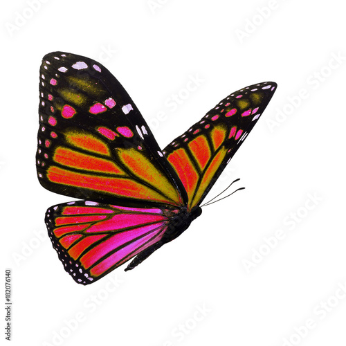 Beautiful monarch butterfly