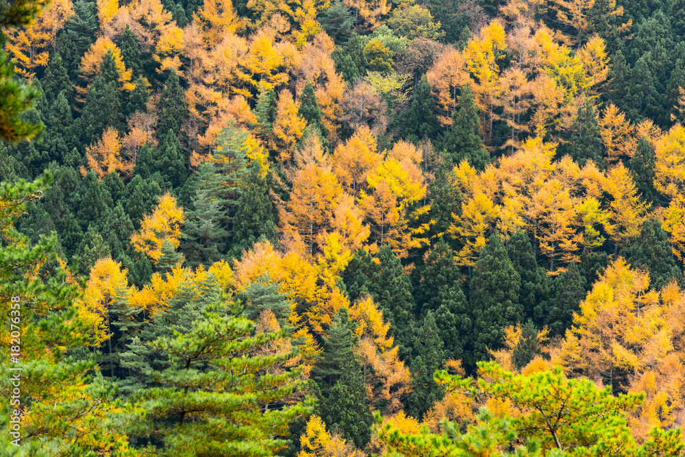 Japan, Kyoto Autumn beautiful maple tree with colorful autumn leaves