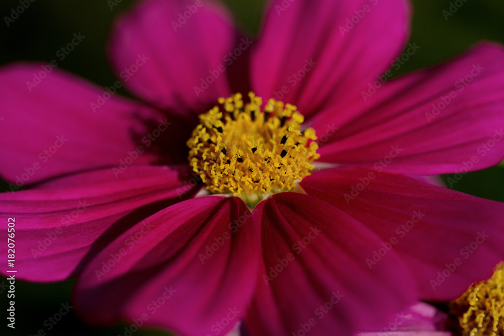 Yellow center Yellow center