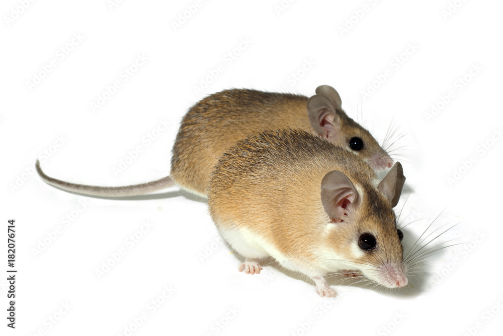 two light yellow spiny mouses with white bellys on a white background two light yellow spiny mouses with white bellys on a white background