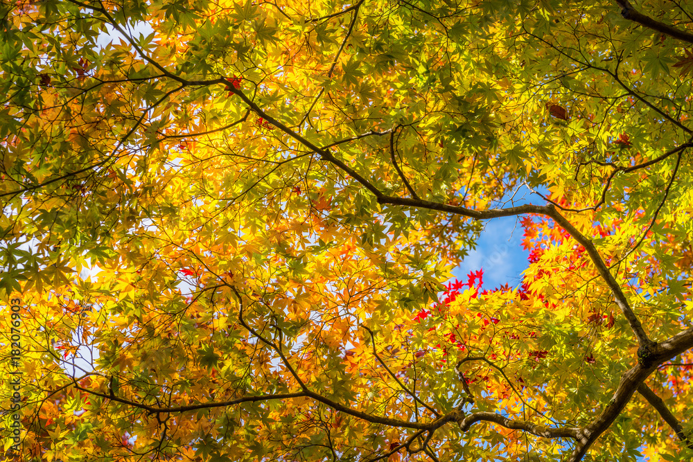 Japan, Kyoto Autumn beautiful maple tree with colorful autumn leaves