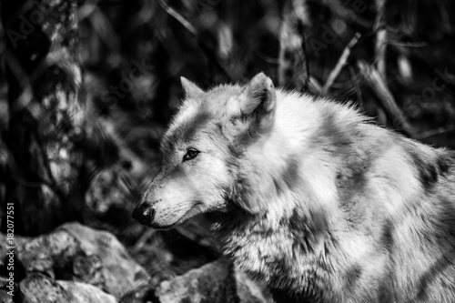White Arctic wolf (Canis lupus arctosportrait) black and white © rabbitti