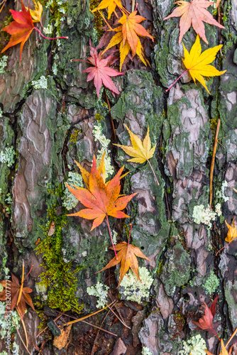 the beautiful autumn color of Japan maple leaves in Maple corridor (Momiji Kairo) at autumn season,Kawaguchiko, Fujiyoshida, Yamanashi, Japan