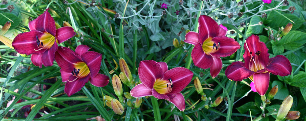 Panorama of a flower bed with a hemerocallis./In a flower bed among different plants the day lily with claret petals and a yellow throat plentifully blossoms. Panorama of a flower bed with a hemerocallis./In a flower bed among different plants the day lily with claret petals and a yellow throat plentifully blossoms.