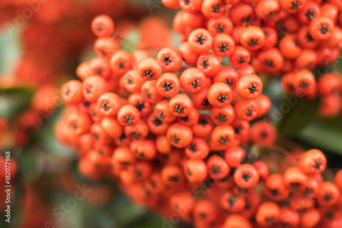 Close-up: bunch of orange berries grow on rowan-tree in autumn.