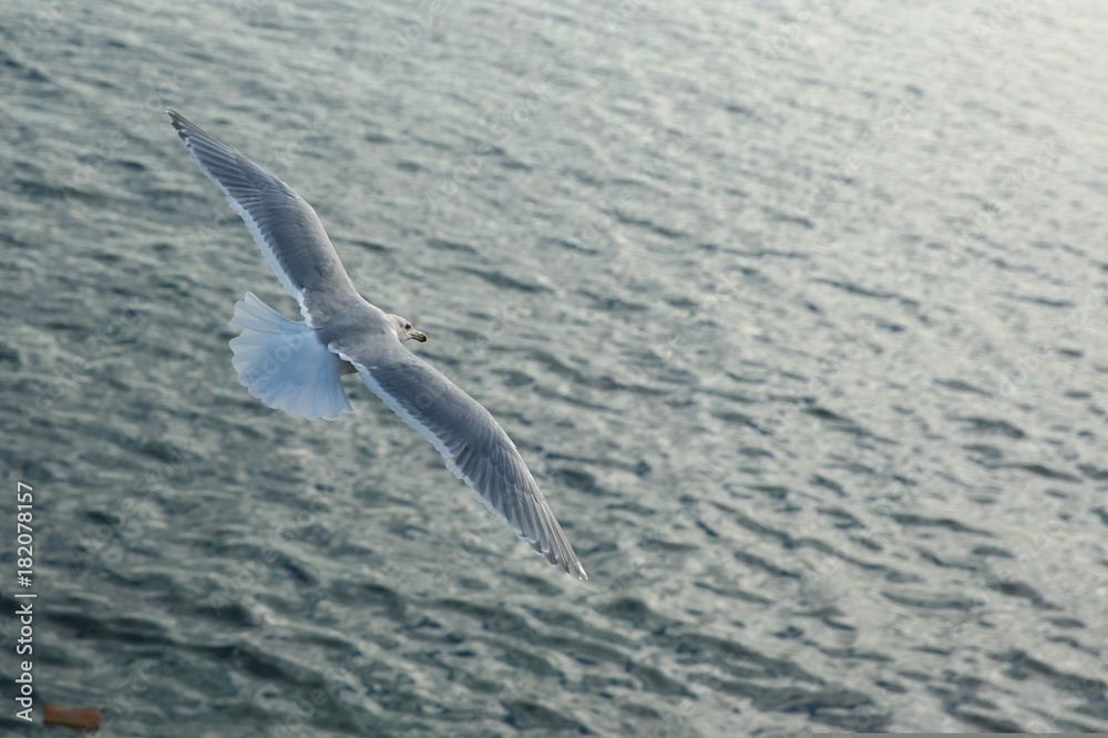Seagull flying over ocean Seagull flying over ocean