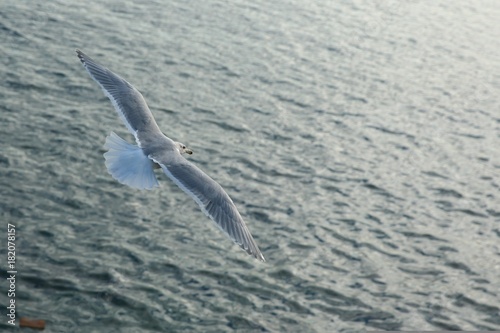 Seagull  flying over ocean