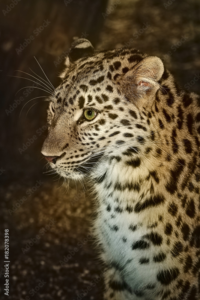 Leopard (Panthera Pardus)