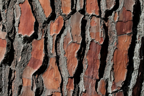 Pine tree bark pattern