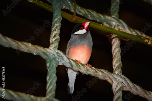 Java Sparrow (Lonchura Oryzivora) photo