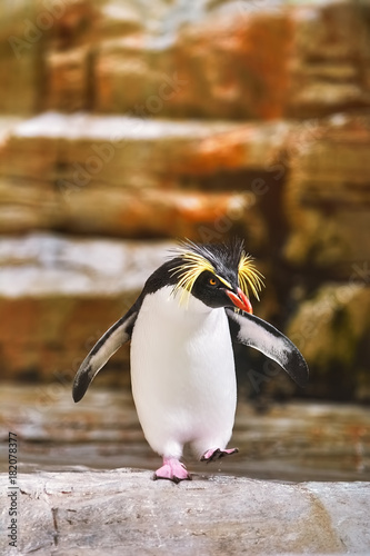 Southern Rockhopper Penguin