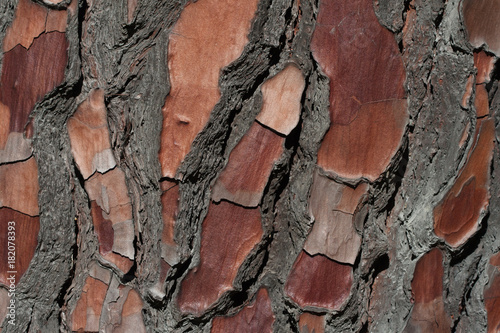 Natural pine bark pattern
