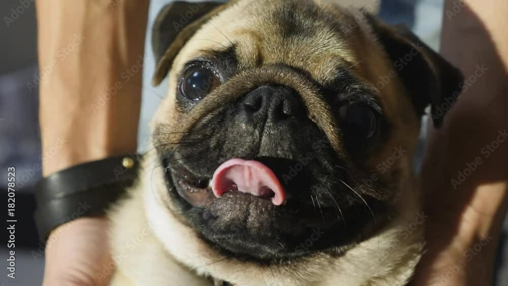 Portrait of a Pug Dog. The dog looks closely at the camera Portrait of a Pug Dog. The dog looks closely at the camera