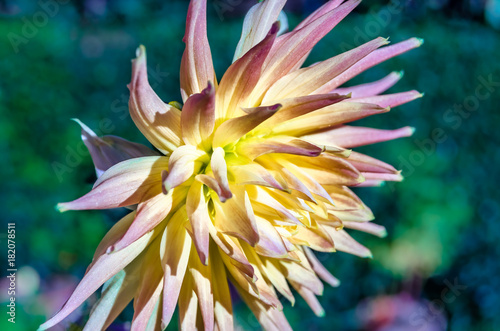 Fototapeta Naklejka Na Ścianę i Meble -  Colorful Dahlia flower