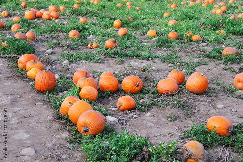 Pumpkins in the field in the harvest season