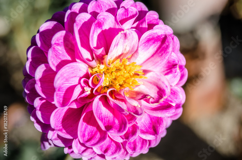 Fototapeta Naklejka Na Ścianę i Meble -  Colorful Dahlia flower
