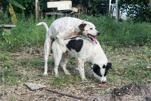 two dog are making love and sex., Mating of dog © arthid