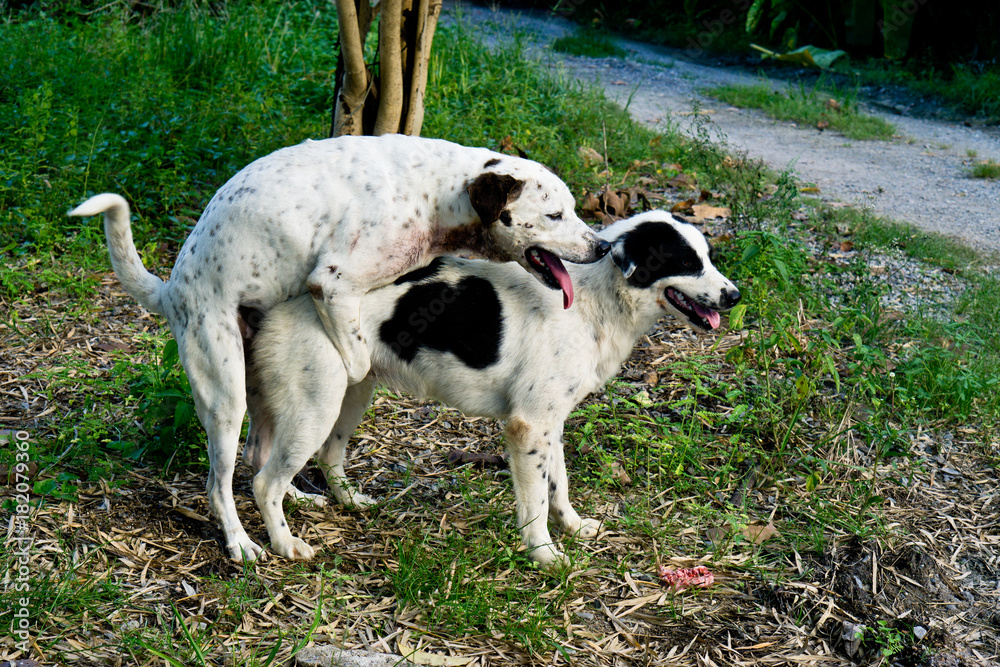 two dog are making love and sex., Mating of dog