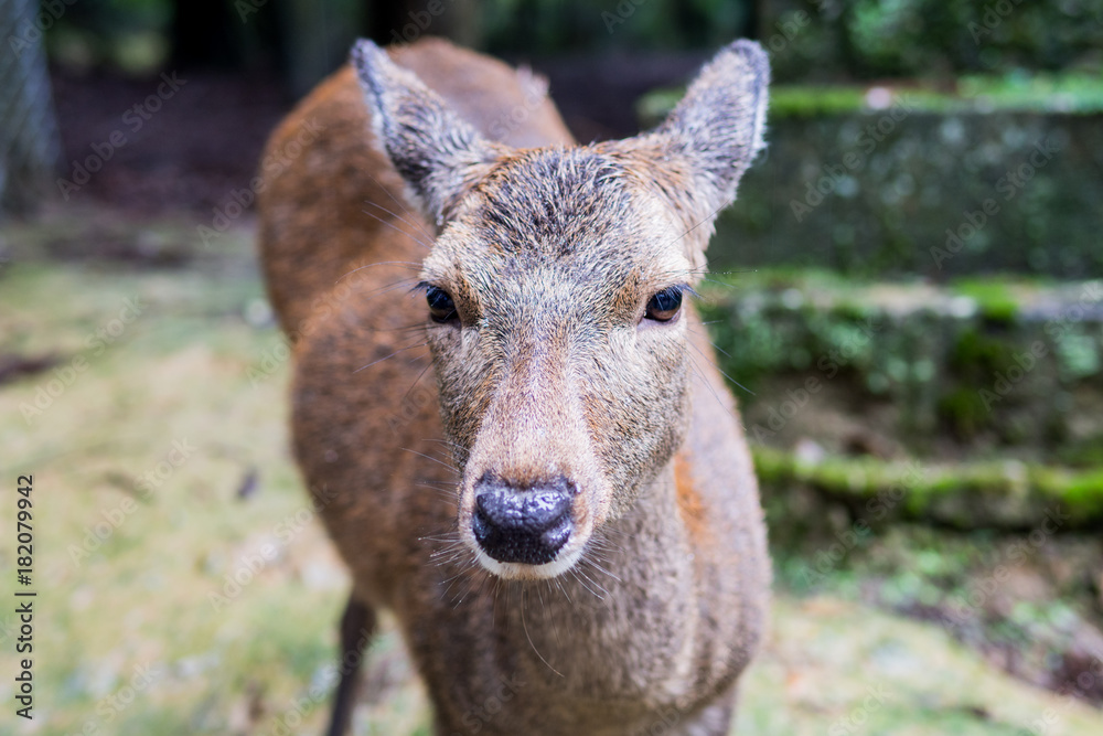 candid shot of a deer in nara japan