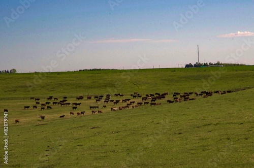 A peaceful hillside in the country with a herd of cattle grazing in the warm summer sun under a big blue Alberta sky. © GDavid