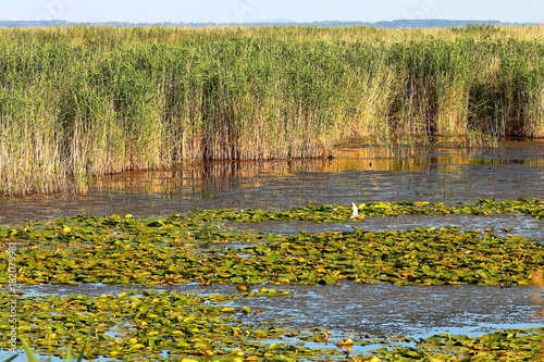 Green leaves of lilies and reeds (bulrush) covered surface of lake photo