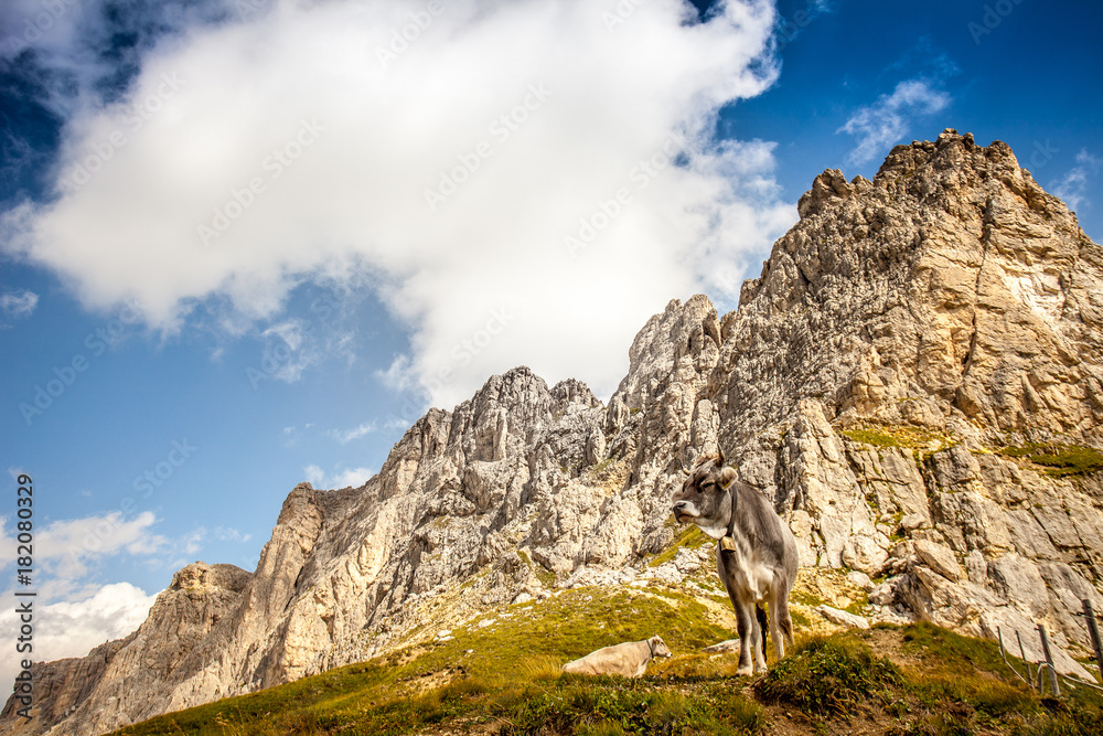 Cow grazing at the foot of vertical dolomitic wall, Settsass, Dolomites, Italy Cow grazing at the foot of vertical dolomitic wall, Settsass, Dolomites, Italy