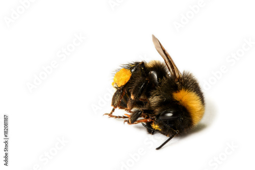 Cuadro en lienzo Tote Wildbiene, tote Hummel - dead bumblebee