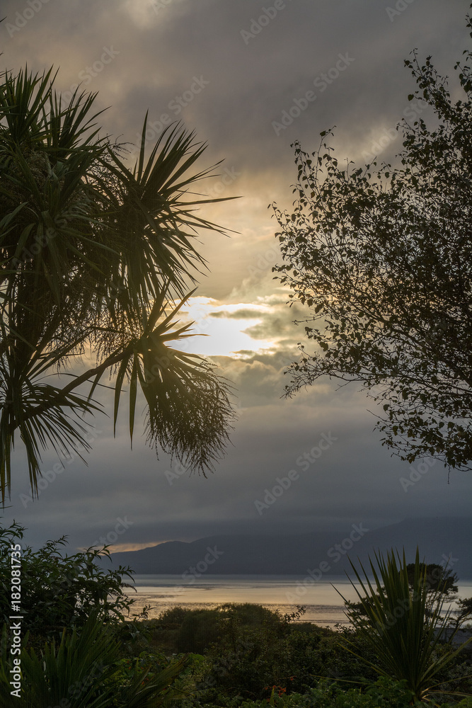 Palm trees silhouetted on Bantry Bay, Wild Atlantic Way, Ireland.