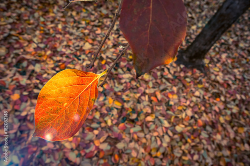 colori d'autunno
