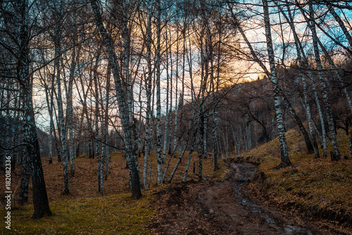 autemn   trees  sky