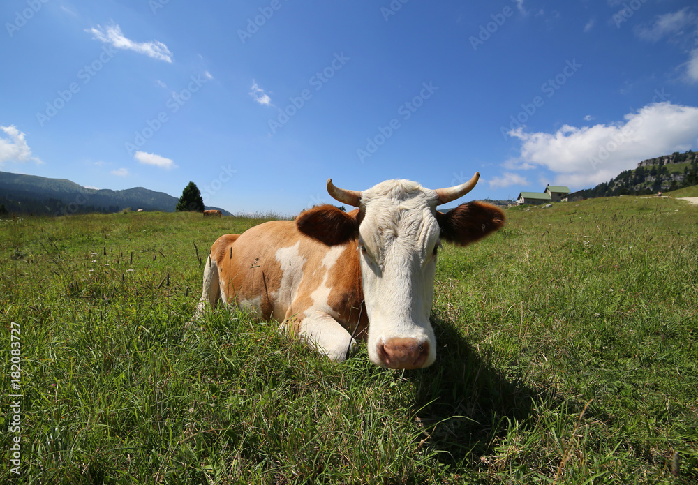 cow lying on the grass photographed with target fish eye cow lying on the grass photographed with target fish eye