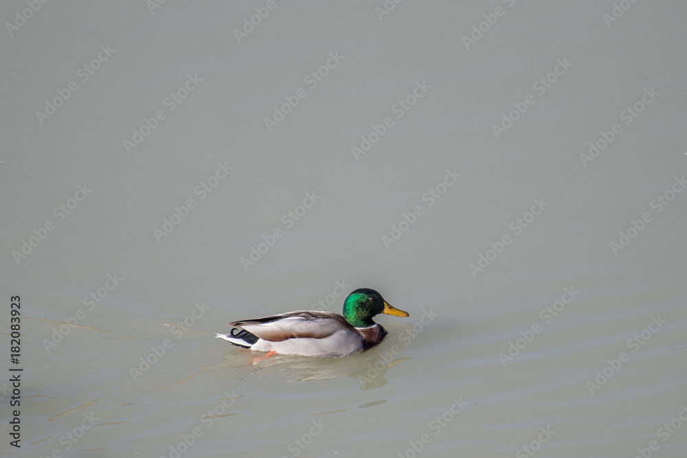 Obraz premium Male mallard duck swimming in a lake