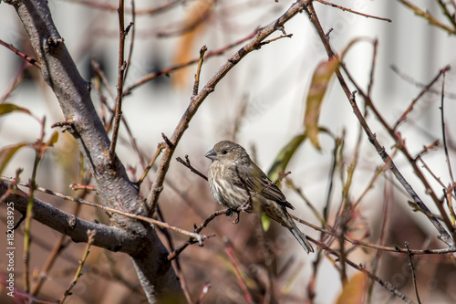 female house fince perched on a tree in autumn