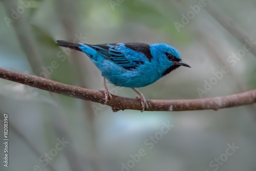 A Blue Dacnis perched on a branch in the rainforest © Boyce