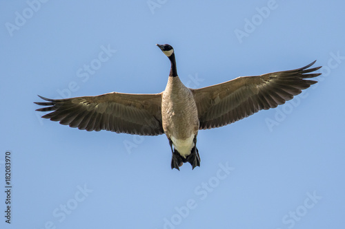 Flying Canada Goose against a blue sky photo