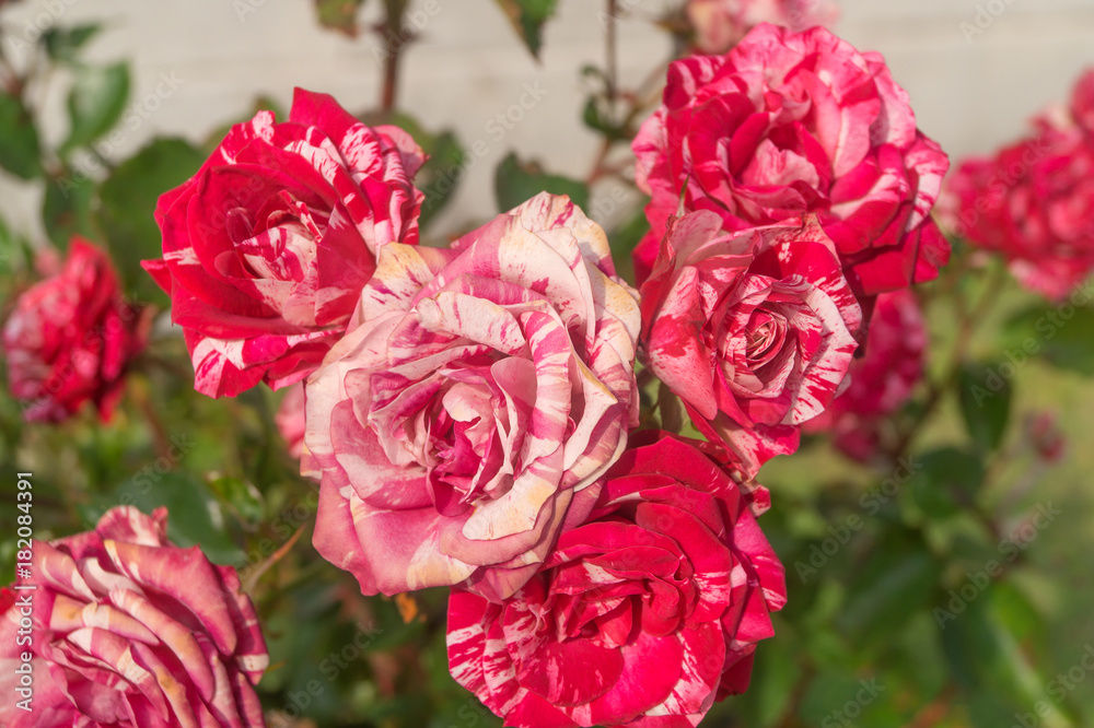 Fototapeta premium Variety of rose double delite grows in the flowerbed