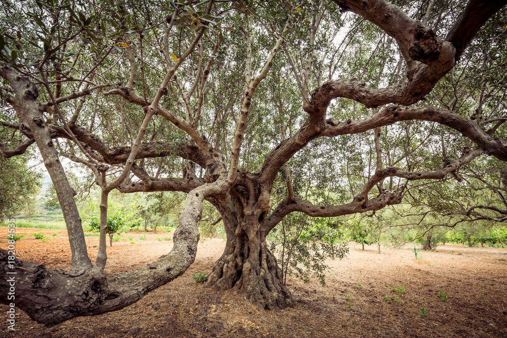 Olive tree branches. Old tree