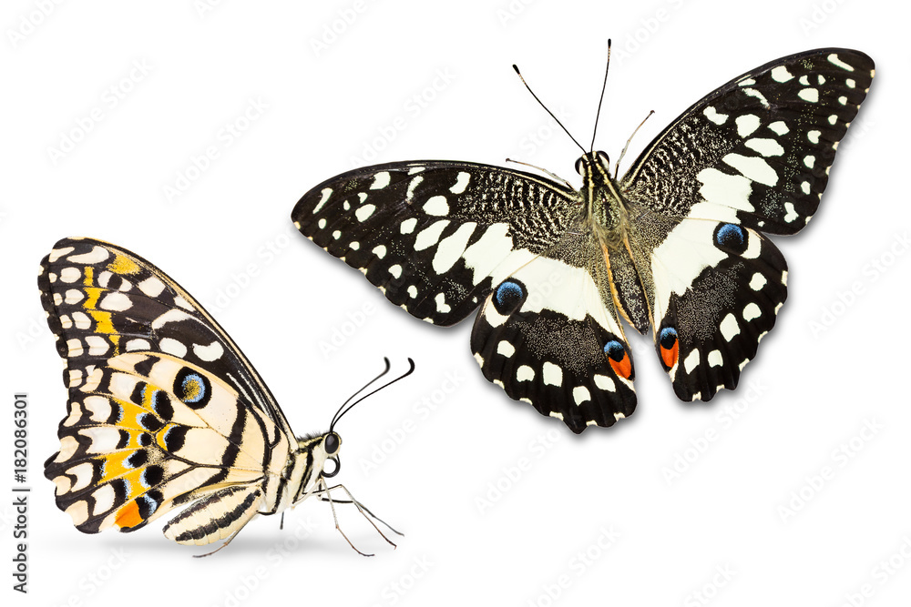 Obraz premium Lime butterfly (Papilio demoleus)