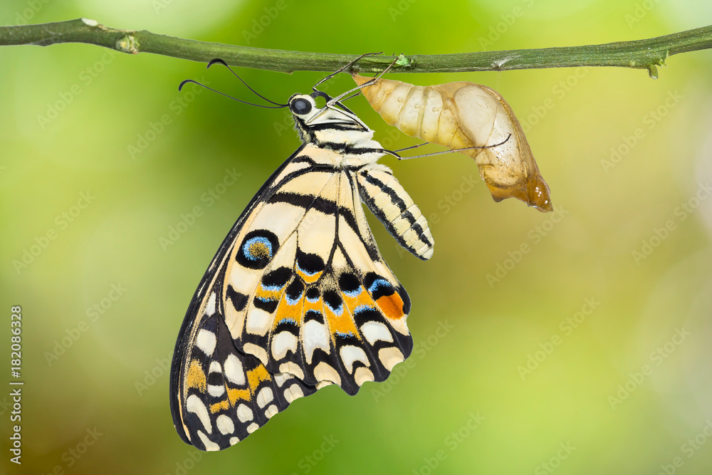 Obraz premium Motyl lipowy lub motyl cytrynowy (Papilio demoleus)