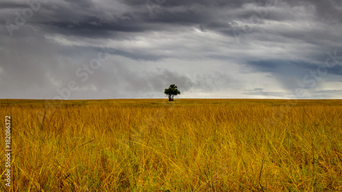 A lonely tree on a stormy day standing in a beautiful Savannah plain in the Murchison Falls national park nearby lake Albert. Too bad this place is endangered by oil drilling companies.