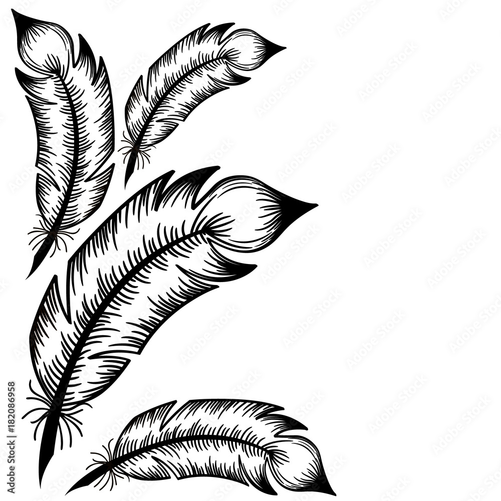 Fototapeta premium Drawing of black feathers on a white background. Vector sticker