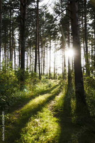 Sunny forest